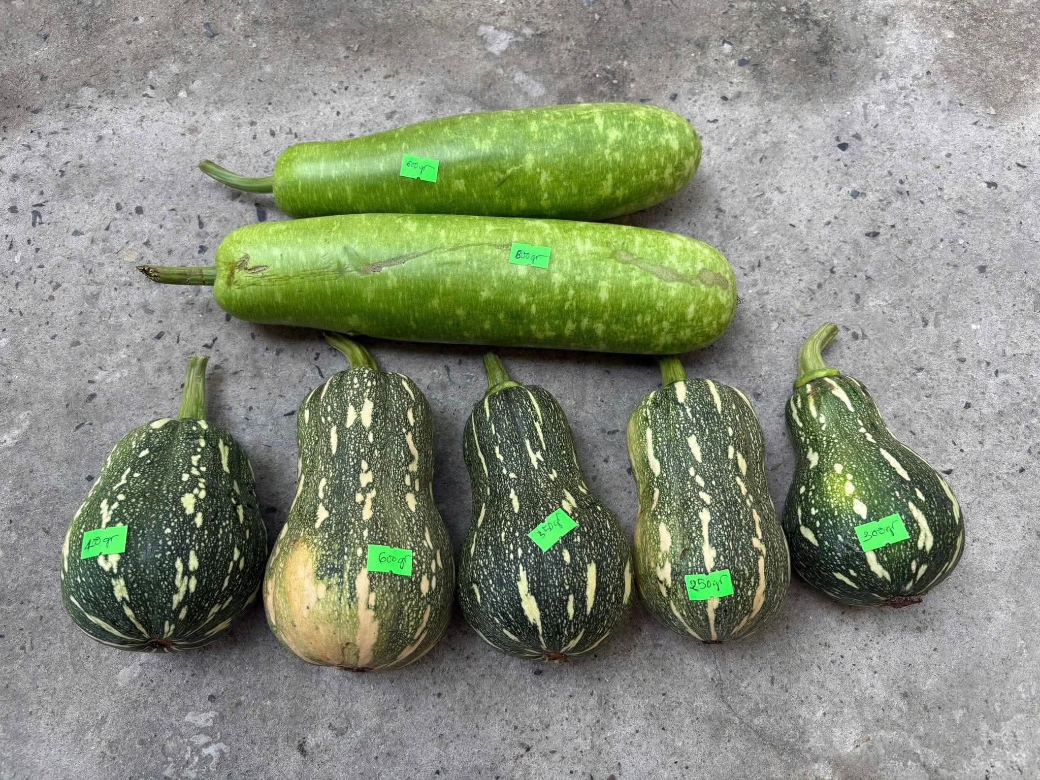 Bí xanh và bí hồ lô vừa được cân, phân loại tại Farm Bizzio